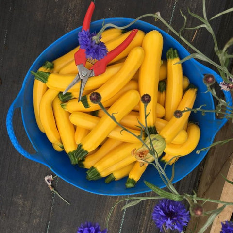 Share of the Harvest - 10 veg boxes