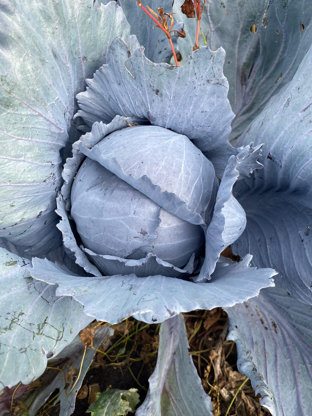 Autumn has arrived – Flourish Farm Shop