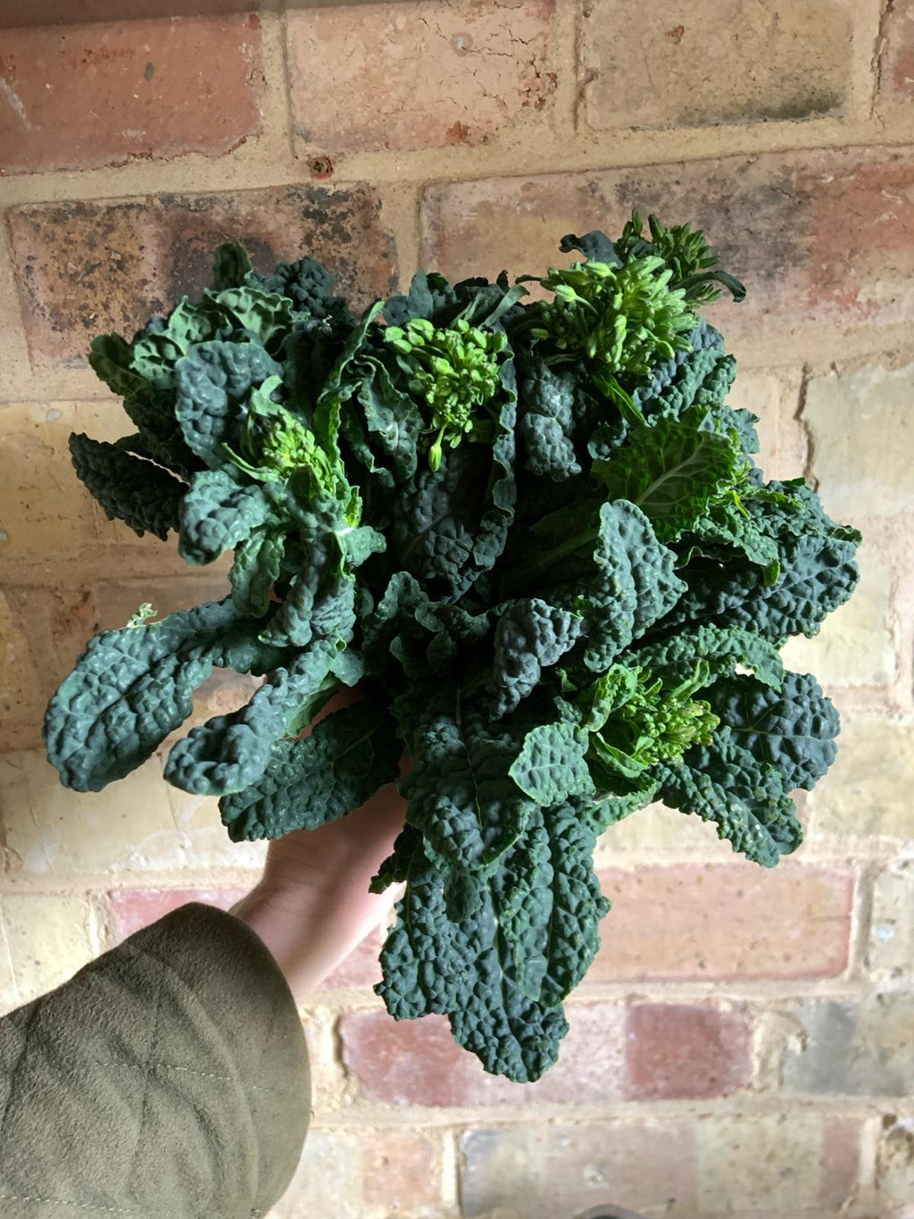 Late-season brassicas – Flourish Farm Shop