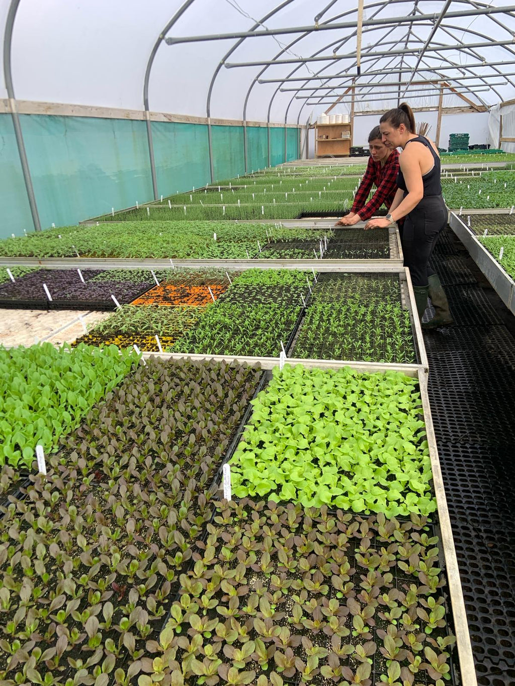 Spring Farm Planting Spring Planting – Flourish Farm Shop