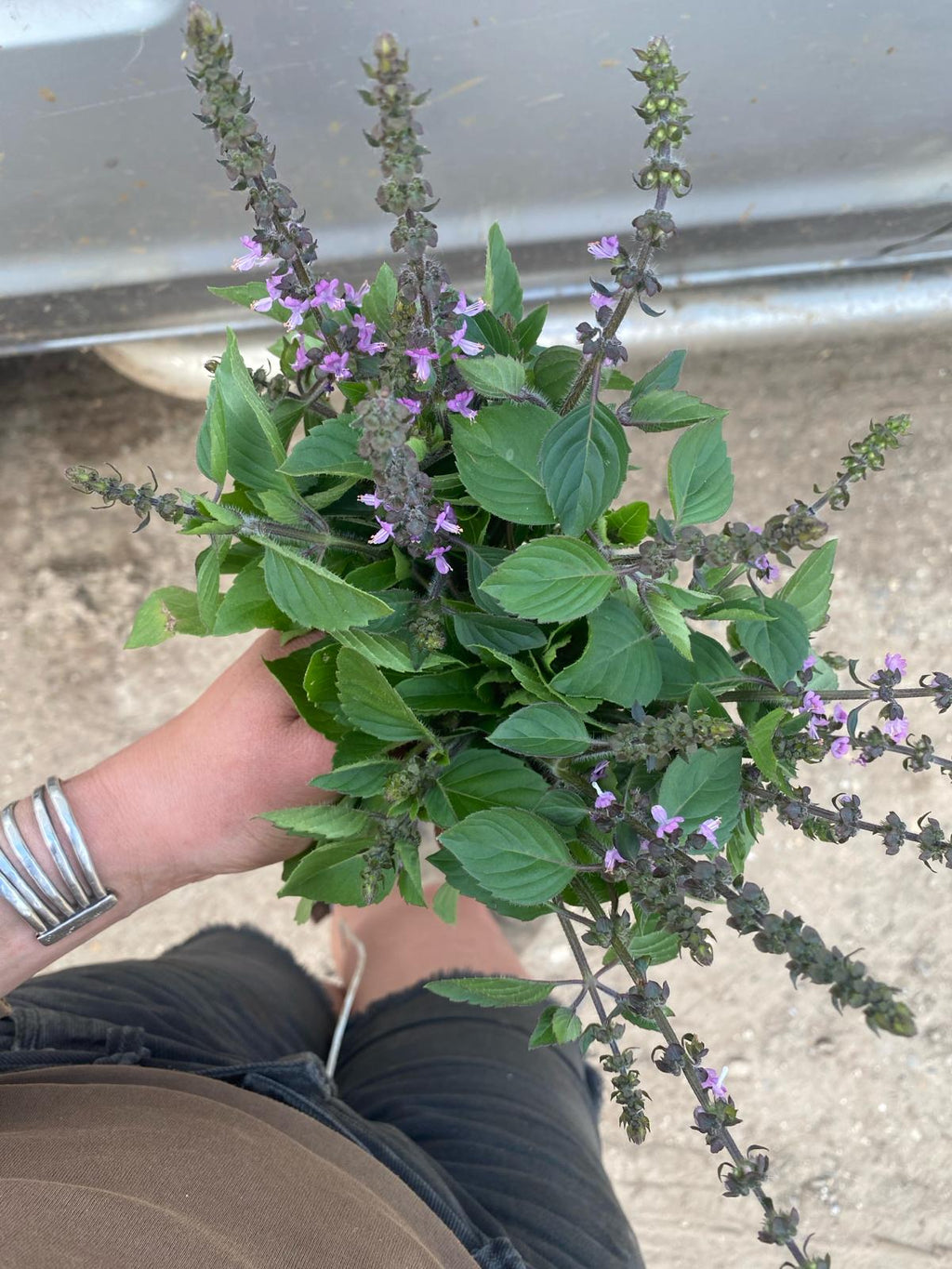 Get Ready for Basil – Flourish Farm Shop