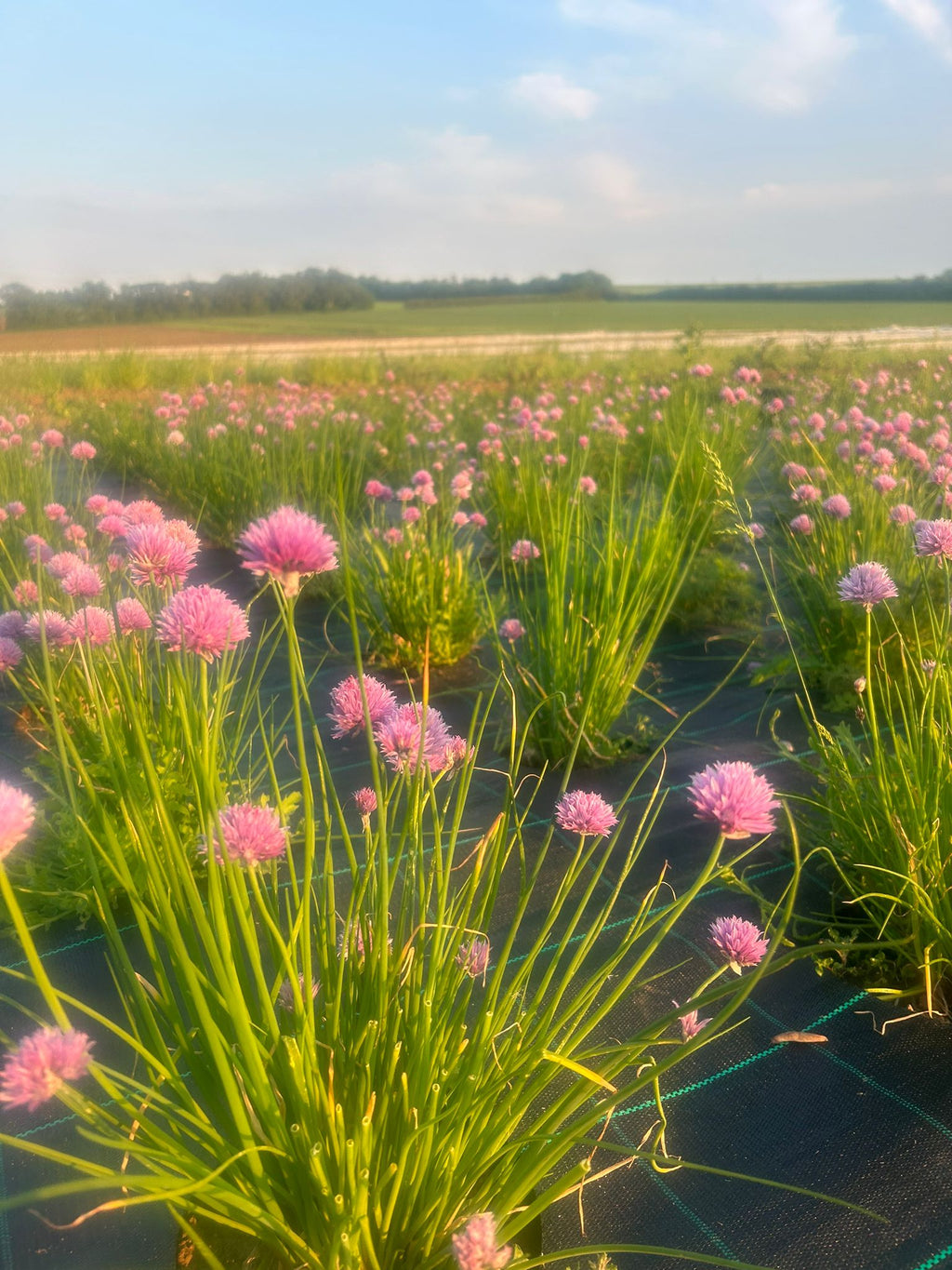 Celeriac Planting and Chive Flowers – Flourish Farm Shop