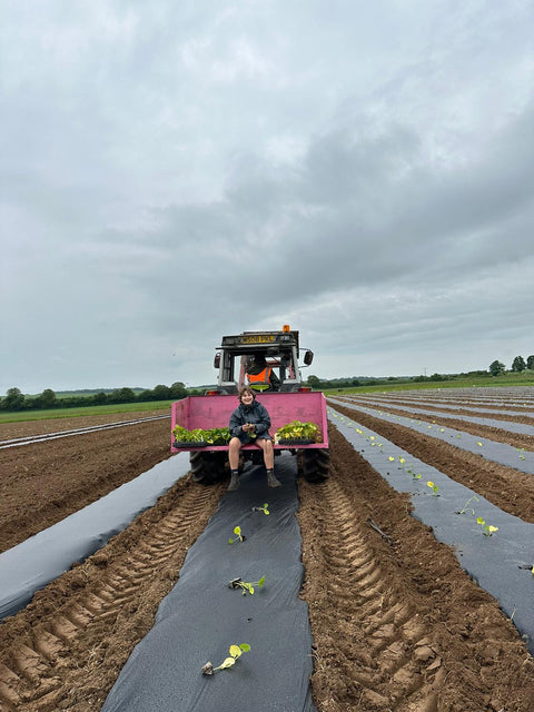 Squash Planting