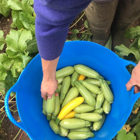 Share of the Harvest - 10 veg boxes