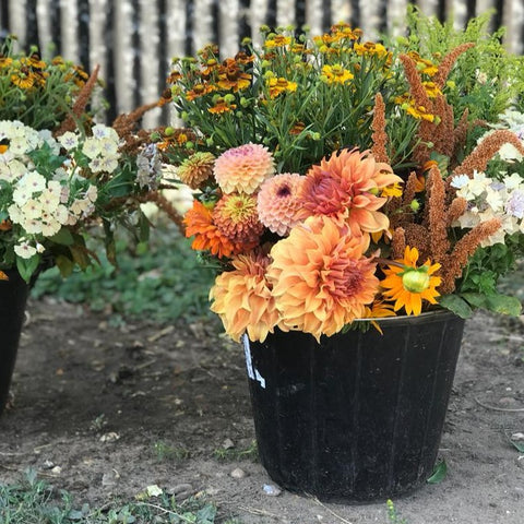 Two buckets of Seasonal Flowers